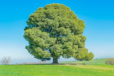 Quelles techniques utiliser pour détruire un arbre sans laisser de trace ?