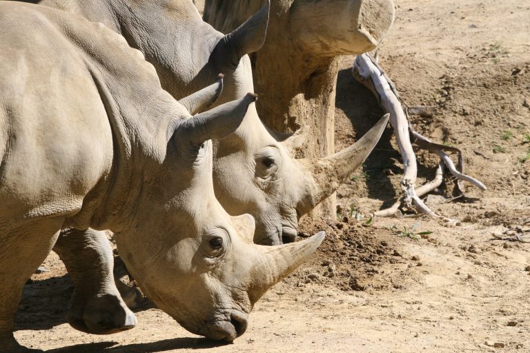 L’extinction des espèces sur la planète